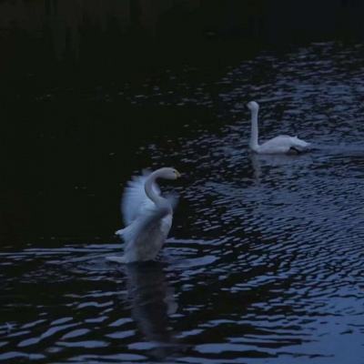 半岛登录网页截图